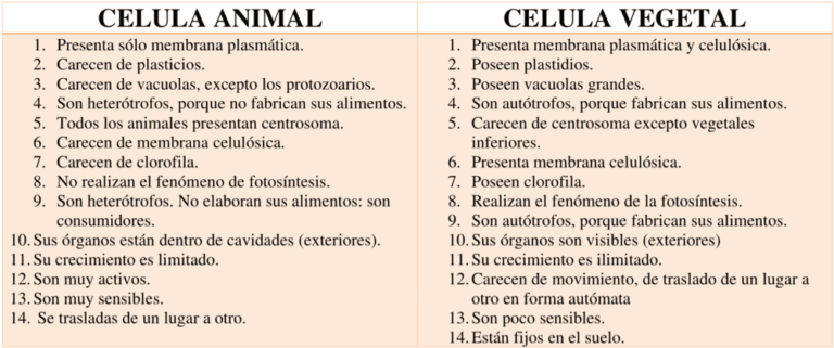 Cuadros comparativos Célula Animal y Vegetal 【Descargar】