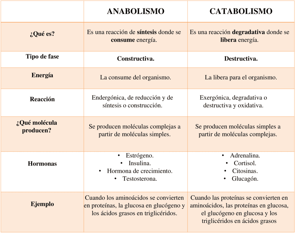 Cuadros comparativos Anabolismo y Catabolismo 【Descargar】